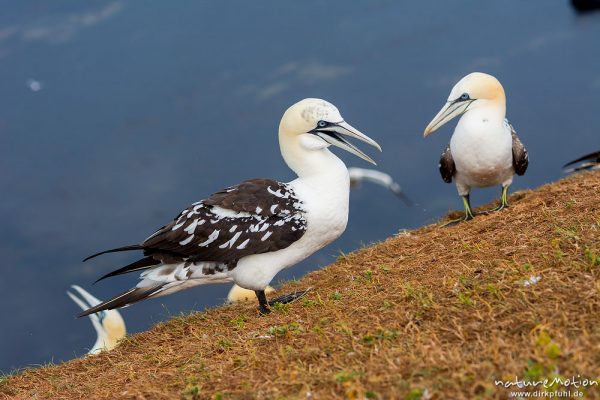 Basstölpel, Morus bassanus, 	Tölpel (Sulidae),Jungtier im dritten Jahr, am Rand der Brutkolonie, Lummenfelsen, Helgoland, Deutschland