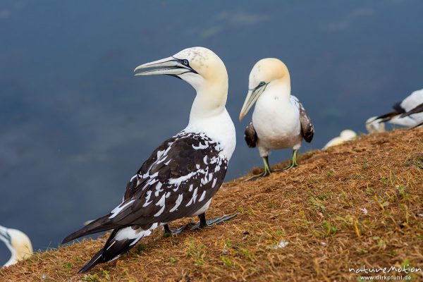 Basstölpel, Morus bassanus, 	Tölpel (Sulidae),Jungtier im dritten Jahr, am Rand der Brutkolonie, Lummenfelsen, Helgoland, Deutschland