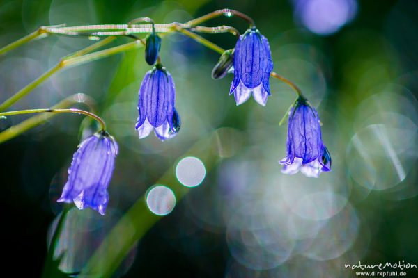 Rundblättrige Glockenblume, Campanula rotundifolia, Campanulaceae, (?), Blüten mit Morgentau, Knappenfußtal, Dolomiten, Italien