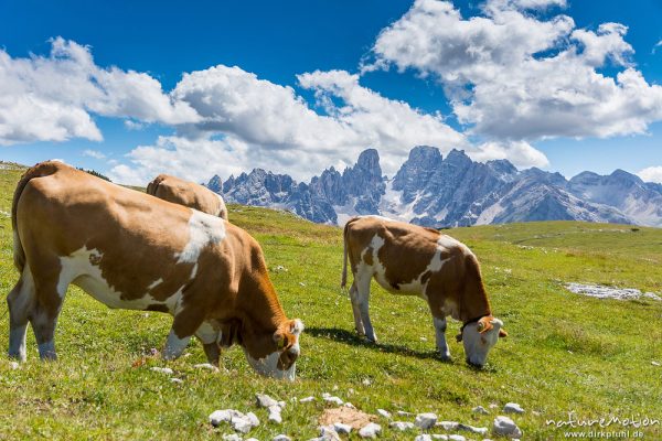 Hausrind, Bos taurus, Bovidae, weidende Tiere, Almwiesen unterhalb der Strudelköpfe, im Hintergrund Cristello-Gruppe, Dolomiten, Italien