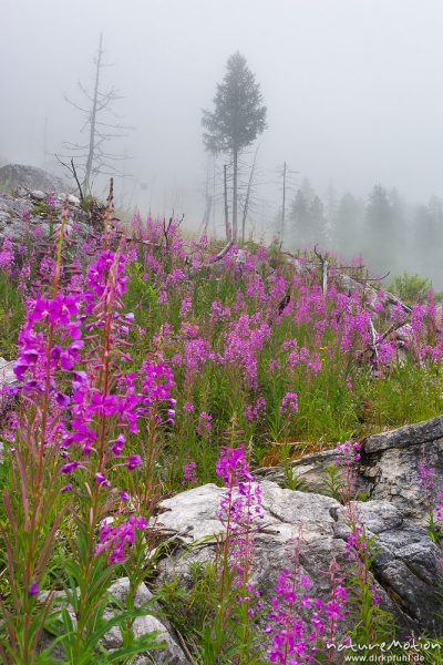 Weidenröschen zwischen Kalkfelsen, Nebel, Candini di Misurina, Dolomiten, Italien