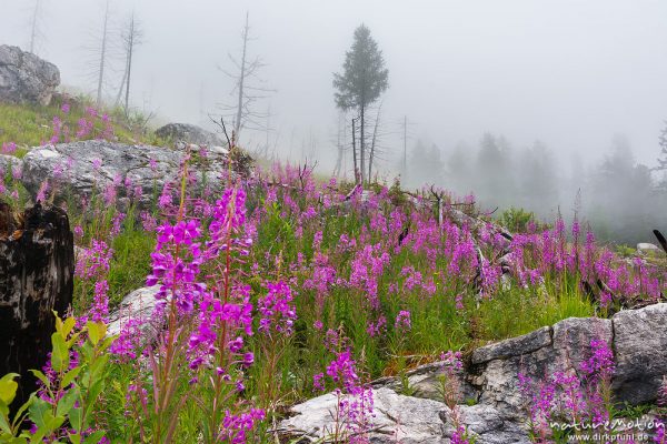 Weidenröschen zwischen Kalkfelsen, Nebel, Candini di Misurina, Dolomiten, Italien