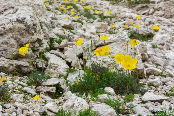 Rhätischer Alpenmohn, Papaver alpinum subsp. Rhaeticum, Papaveraceae, Gelber Alpen-Mohn, Papaver alpinum, Papaveraceae, Bestand zwischen Kalkfelsen, Forc de la Neve, Candini di Misurina, Dolomiten, Italien