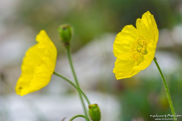 Rhätischer Alpenmohn, Papaver alpinum subsp. Rhaeticum, Papaveraceae, Gelber Alpen-Mohn, Papaver alpinum, Papaveraceae, Bestand zwischen Kalkfelsen, Forc de la Neve, Candini di Misurina, Dolomiten, Italien