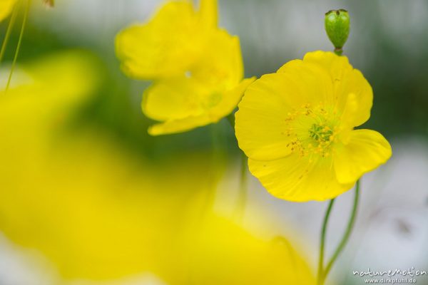 Rhätischer Alpenmohn, Papaver alpinum subsp. Rhaeticum, Papaveraceae, Gelber Alpen-Mohn, Papaver alpinum, Papaveraceae, Bestand zwischen Kalkfelsen, Forc de la Neve, Candini di Misurina, Dolomiten, Italien