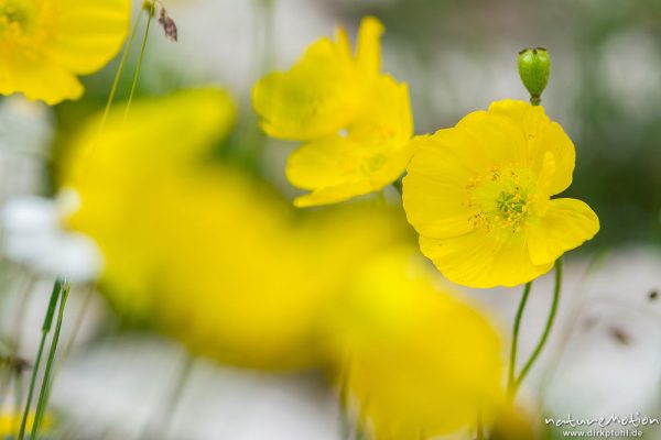 Rhätischer Alpenmohn, Papaver alpinum subsp. Rhaeticum, Papaveraceae, Gelber Alpen-Mohn, Papaver alpinum, Papaveraceae, Bestand zwischen Kalkfelsen, Forc de la Neve, Candini di Misurina, Dolomiten, Italien