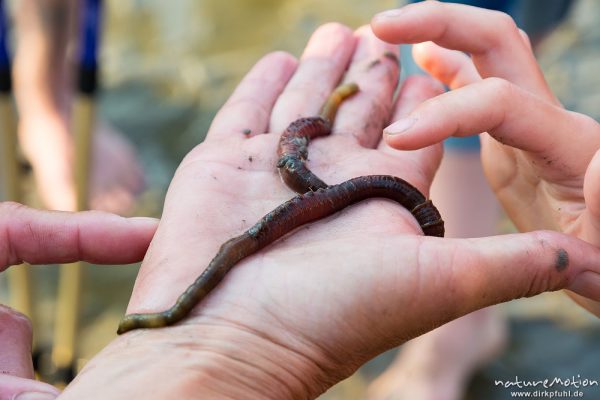 Seeringelwurm, Nereis (Neanthes) diversicolor, Nereida, ausgegrabene Tiere auf der Hand, Wattführung, Spiekeroog, Deutschland