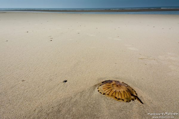 Kompassqualle, Chrysaora hysoscella, Pelagiidae, am Strand angeschwemmtes Tier, Spiekeroog, Deutschland