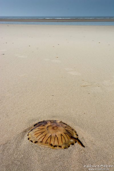 Kompassqualle, Chrysaora hysoscella, Pelagiidae, am Strand angeschwemmtes Tier, Spiekeroog, Deutschland