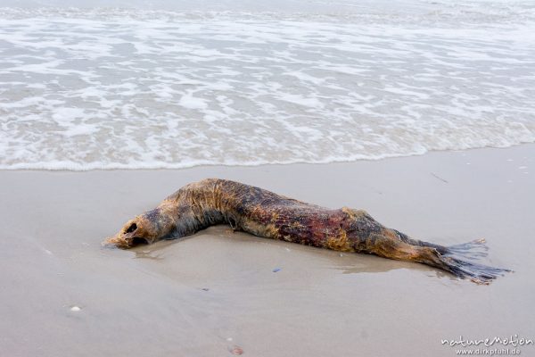 Seehund, Phoca vitulina, Phocidae, totes Tier angespült am Strand, Spiekeroog, Deutschland