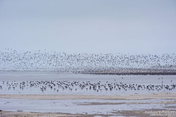 Alpenstrandläufer, Calidris alpina, Scolopacidae, Schwarm und am Strand rastende Tiere, Spiekeroog, Deutschland