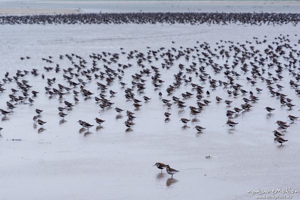 Alpenstrandläufer, Calidris alpina, Scolopacidae, am Strand rastende Tiere, Spiekeroog, Deutschland