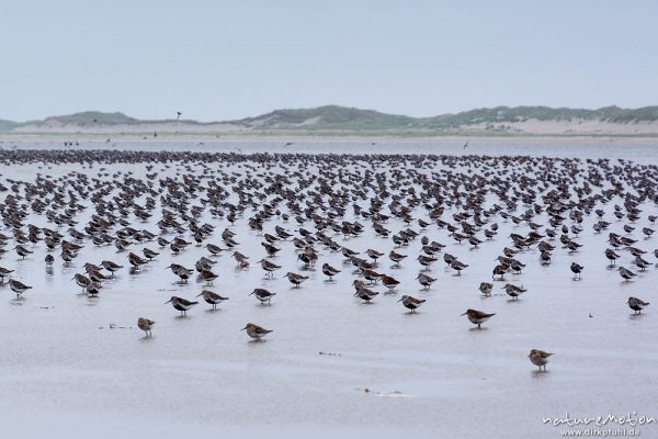 Alpenstrandläufer, Calidris alpina, Scolopacidae, am Strand rastende Tiere, Spiekeroog, Deutschland