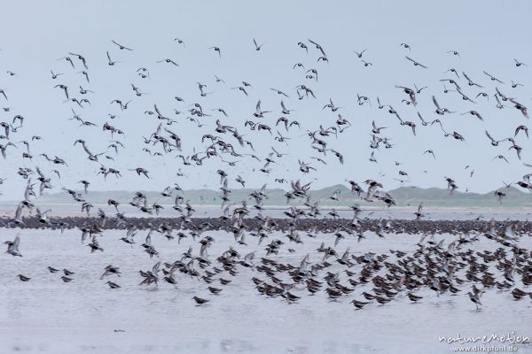 Alpenstrandläufer, Calidris alpina, Scolopacidae, Schwarm und am Strand rastende Tiere, Spiekeroog, Deutschland