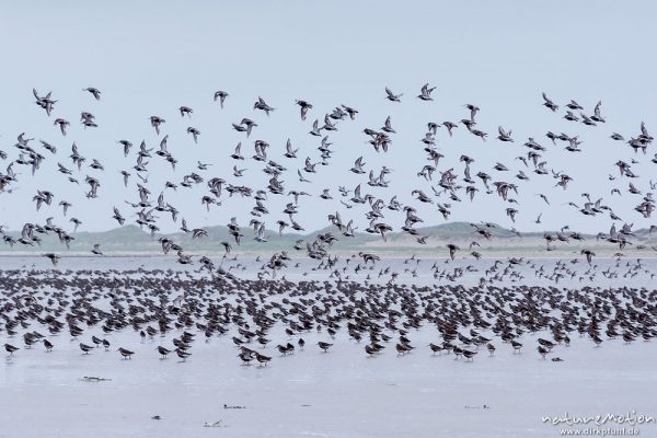 Alpenstrandläufer, Calidris alpina, Scolopacidae, auffliegende und am Strand rastende Tiere, Spiekeroog, Deutschland