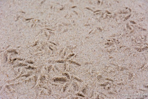 Alpenstrandläufer, Calidris alpina, Scolopacidae, Fussabdrücke im Sand, Spiekeroog, Deutschland