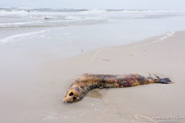 Seehund, Phoca vitulina, Phocidae, totes Tier angespült am Strand, Spiekeroog, Deutschland