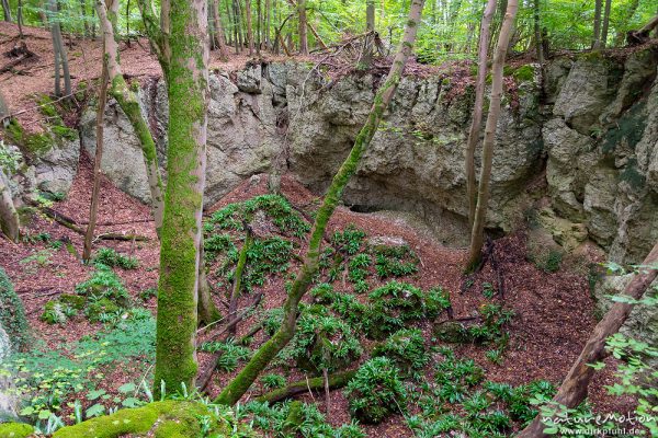 Doline, Erdfall, am Grund Bestand von Hirschzungenfarn (Asplenium scolopendrium L.), Gipskarstlandschaft Hainholz, Deutschland