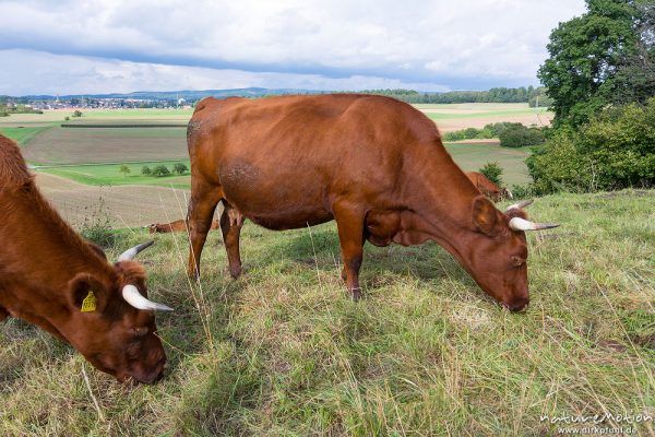 Harzer Rotvieh, Hausrind, Bos taurus, Bovidae, weidende Tiere, Naturschutzgebiet Gipskastlandschaft bei Hattorf, Harz, Hattorf am Harz, Deutschland