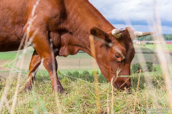 Harzer Rotvieh, Hausrind, Bos taurus, Bovidae, weidende Tiere, Naturschutzgebiet Gipskastlandschaft bei Hattorf, Harz, Hattorf am Harz, Deutschland