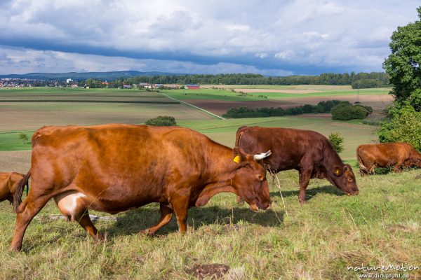 Harzer Rotvieh, Hausrind, Bos taurus, Bovidae, weidende Tiere, Naturschutzgebiet Gipskastlandschaft bei Hattorf, Harz, Hattorf am Harz, Deutschland