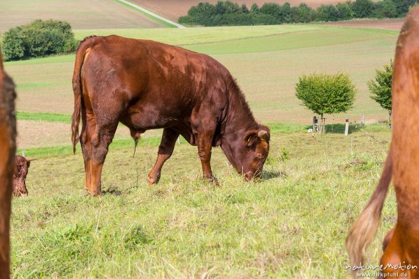 Harzer Rotvieh, Hausrind, Bos taurus, Bovidae, weidende Tiere, Naturschutzgebiet Gipskastlandschaft bei Hattorf, Harz, Hattorf am Harz, Deutschland