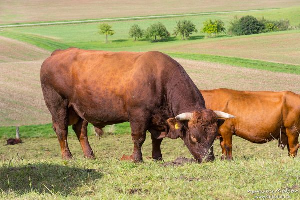 Harzer Rotvieh, Hausrind, Bos taurus, Bovidae, weidende Tiere, Naturschutzgebiet Gipskastlandschaft bei Hattorf, Harz, Hattorf am Harz, Deutschland