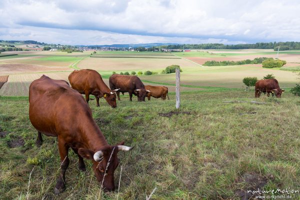 Harzer Rotvieh, Hausrind, Bos taurus, Bovidae, weidende Tiere, Naturschutzgebiet Gipskastlandschaft bei Hattorf, Harz, Hattorf am Harz, Deutschland