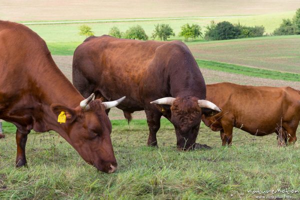 Harzer Rotvieh, Hausrind, Bos taurus, Bovidae, weidende Tiere, Naturschutzgebiet Gipskastlandschaft bei Hattorf, Harz, Hattorf am Harz, Deutschland