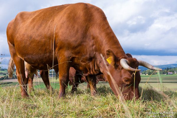 Harzer Rotvieh, Hausrind, Bos taurus, Bovidae, weidende Tiere, Naturschutzgebiet Gipskastlandschaft bei Hattorf, Harz, Hattorf am Harz, Deutschland