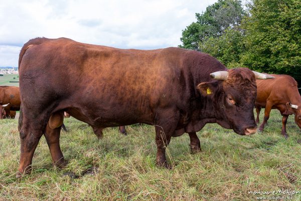 Harzer Rotvieh, Hausrind, Bos taurus, Bovidae, weidende Tiere, Naturschutzgebiet Gipskastlandschaft bei Hattorf, Harz, Hattorf am Harz, Deutschland