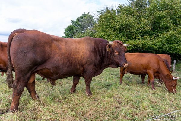 Harzer Rotvieh, Hausrind, Bos taurus, Bovidae, weidende Tiere, Naturschutzgebiet Gipskastlandschaft bei Hattorf, Harz, Hattorf am Harz, Deutschland