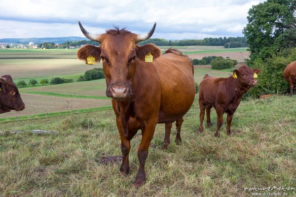 Harzer Rotvieh, Hausrind, Bos taurus, Bovidae, weidende Tiere, Naturschutzgebiet Gipskastlandschaft bei Hattorf, Harz, Hattorf am Harz, Deutschland