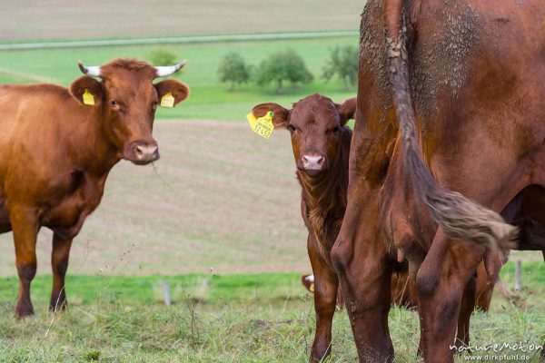 Harzer Rotvieh, Hausrind, Bos taurus, Bovidae, weidende Tiere, Naturschutzgebiet Gipskastlandschaft bei Hattorf, Harz, Hattorf am Harz, Deutschland