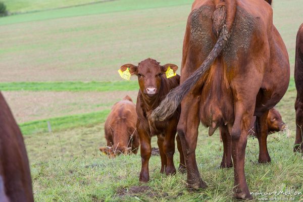 Harzer Rotvieh, Hausrind, Bos taurus, Bovidae, weidende Tiere, Naturschutzgebiet Gipskastlandschaft bei Hattorf, Harz, Hattorf am Harz, Deutschland