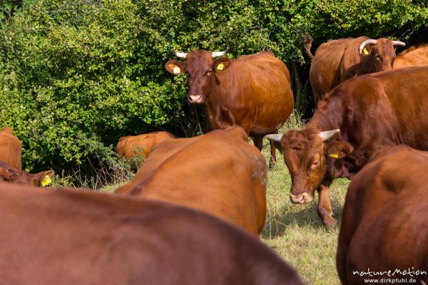 Harzer Rotvieh, Hausrind, Bos taurus, Bovidae, weidende Tiere, Naturschutzgebiet Gipskastlandschaft bei Hattorf, Harz, Hattorf am Harz, Deutschland