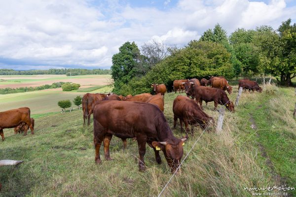 Harzer Rotvieh, Hausrind, Bos taurus, Bovidae, weidende Tiere, Naturschutzgebiet Gipskastlandschaft bei Hattorf, Harz, Hattorf am Harz, Deutschland