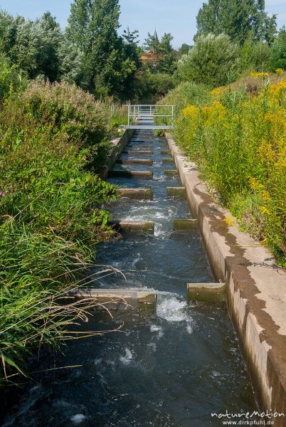 Fischtreppe, Fischpass, Fischwanderhilfe, Wehr bei Greene, Greene (Leine), Deutschland