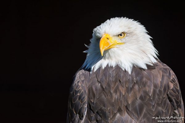 Weißkopfseeadler, Haliaeetus leucocephalus, Habichtartige (Accipitridae), Portrait, Flugshow, Greifvogelstation Tierpark Sababurg, Sababurg, Deutschland