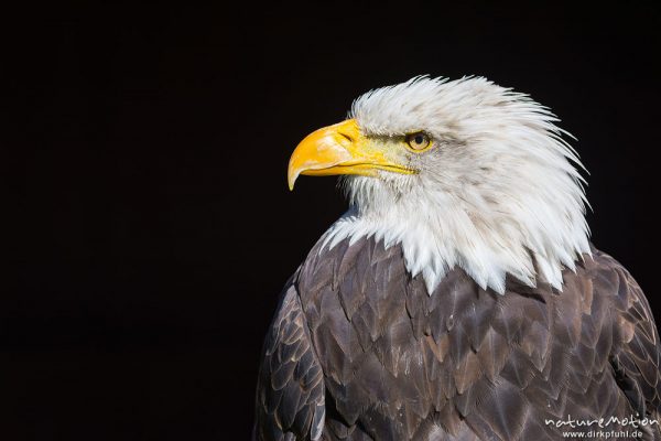 Weißkopfseeadler, Haliaeetus leucocephalus, Habichtartige (Accipitridae), Portrait, Flugshow, Greifvogelstation Tierpark Sababurg, Sababurg, Deutschland