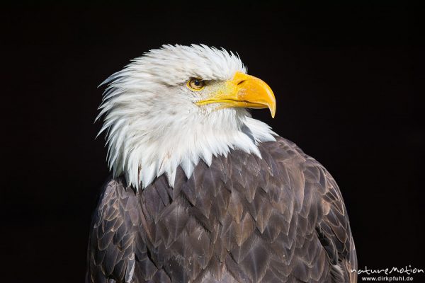 Weißkopfseeadler, Haliaeetus leucocephalus, Habichtartige (Accipitridae), Portrait, Flugshow, Greifvogelstation Tierpark Sababurg, Sababurg, Deutschland