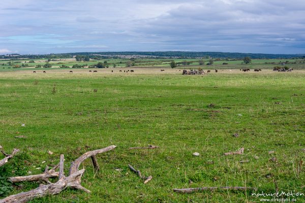 Weidefläche im Naturschutzgebiet Erlebachwiesen bei Wölfis, extensiv beweidete Flächen, Pflegemassnahme, Beweidung durch Heckrind, Angusrind und Pferde, ,