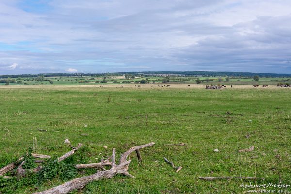 Weidefläche im Naturschutzgebiet Erlebachwiesen bei Wölfis, extensiv beweidete Flächen, Pflegemassnahme, Beweidung durch Heckrind, Angusrind und Pferde, ,