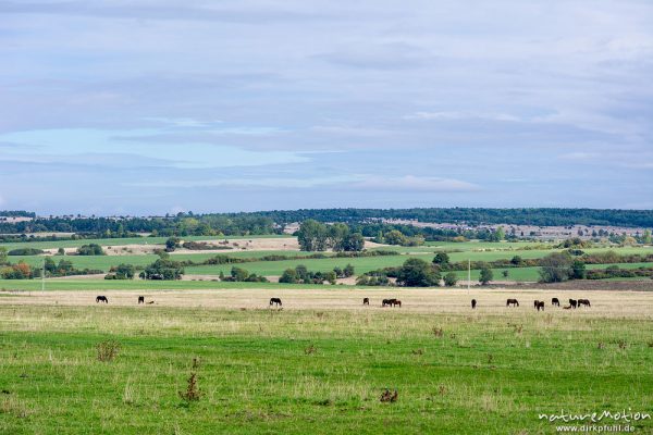 Weidefläche im Naturschutzgebiet Erlebachwiesen bei Wölfis, extensiv beweidete Flächen, Pflegemassnahme, Beweidung durch Heckrind, Angusrind und Pferde, ,