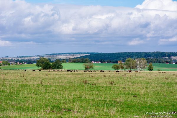 Weidefläche im Naturschutzgebiet Erlebachwiesen bei Wölfis, extensiv beweidete Flächen, Pflegemassnahme, Beweidung durch Heckrind, Angusrind und Pferde, ,