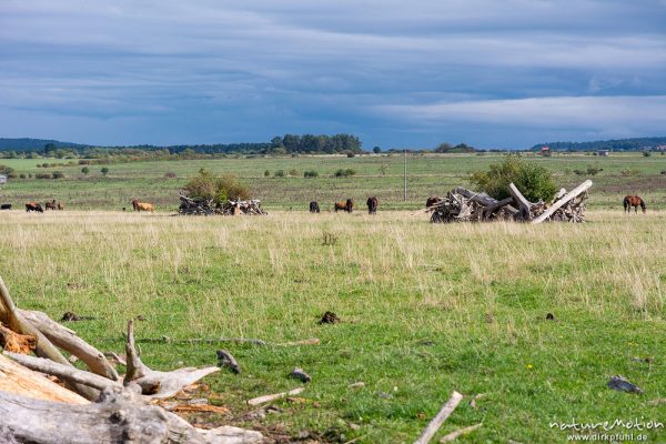 Pücklerzellen, Weidefläche im Naturschutzgebiet Erlebachwiesen bei Wölfis, extensiv beweidete Flächen, Pflegemassnahme, Beweidung durch Heckrind, Angusrind und Pferde, ,