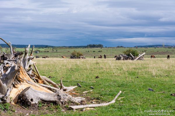 Pücklerzellen, Weidefläche im Naturschutzgebiet Erlebachwiesen bei Wölfis, extensiv beweidete Flächen, Pflegemassnahme, Beweidung durch Heckrind, Angusrind und Pferde, ,