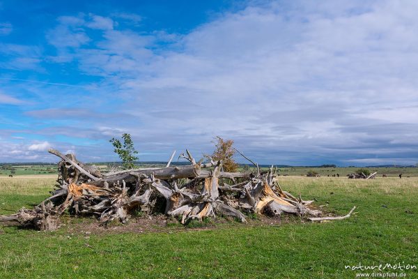 Pücklerzelle, Weidefläche im Naturschutzgebiet Erlebachwiesen bei Wölfis, extensiv beweidete Flächen, Pflegemassnahme, Beweidung durch Heckrind, Angusrind und Pferde, ,