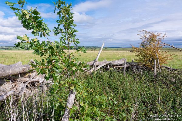 Pücklerzelle, Weidefläche im Naturschutzgebiet Erlebachwiesen bei Wölfis, extensiv beweidete Flächen, ,