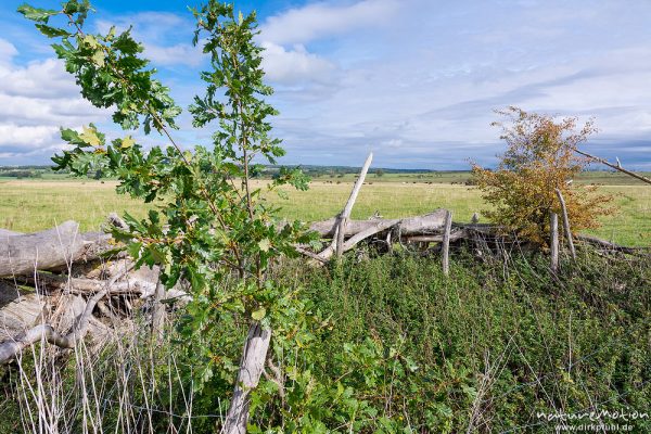 Pücklerzelle, Weidefläche im Naturschutzgebiet Erlebachwiesen bei Wölfis, extensiv beweidete Flächen, Pflegemassnahme, Beweidung durch Heckrind, Angusrind und Pferde, ,